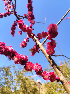 梅花