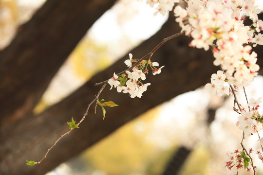 樱花