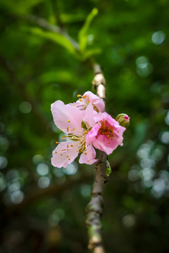 桃花枝