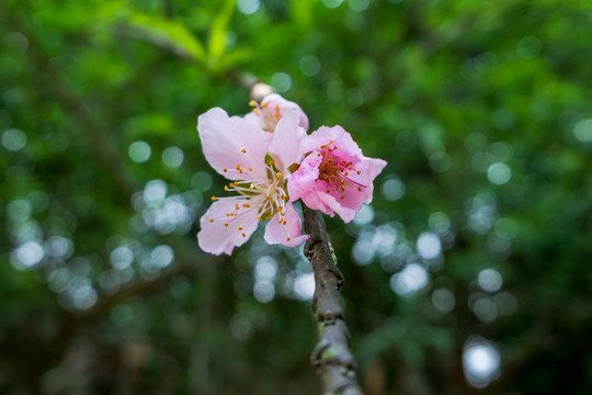 桃园桃花绽放