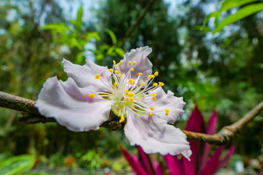 清明将至桃花盛开