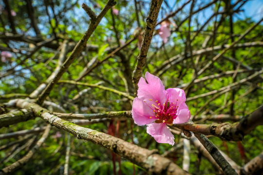 清明将至桃花盛开