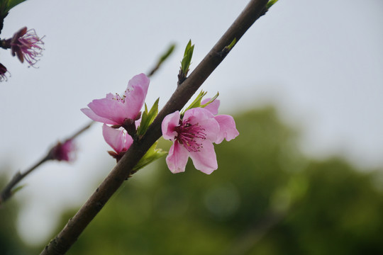 桃花