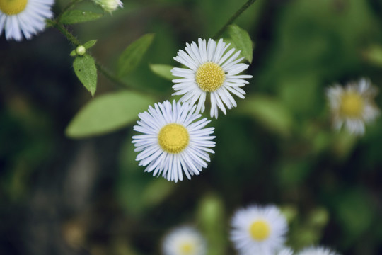 雏菊