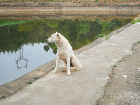 中华田园犬
