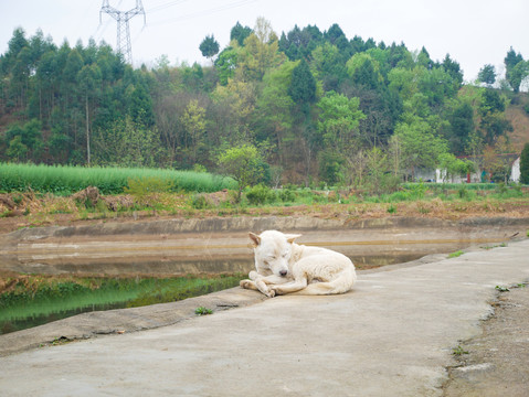 白色土狗