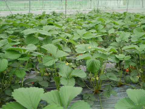 草莓种植