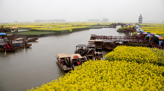 油菜花海