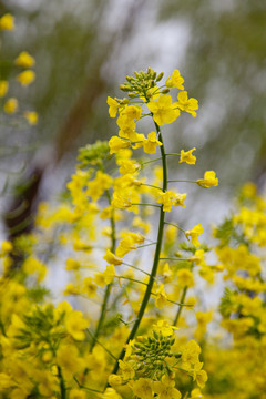 油菜花