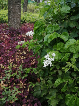 小白花