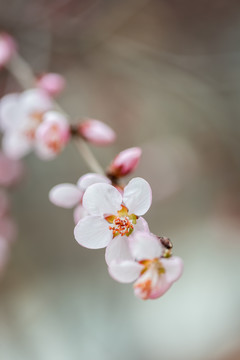 山桃花