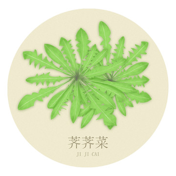 荠荠菜