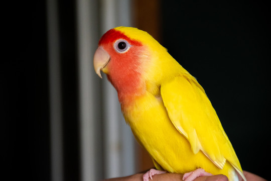 黄色牡丹鹦鹉
