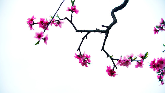 中国风水墨桃花摄影