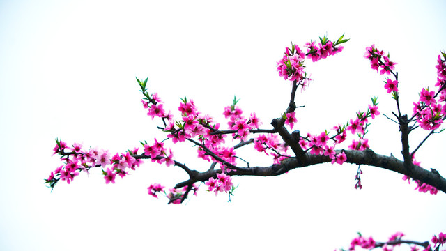 中国风水墨桃花摄影