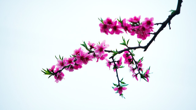 中国风水墨桃花摄影