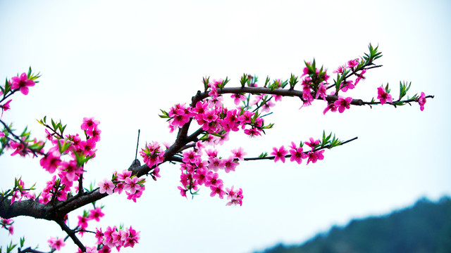 中国风水墨桃花摄影