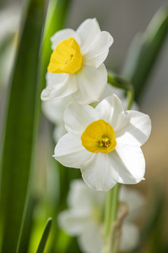 水仙花