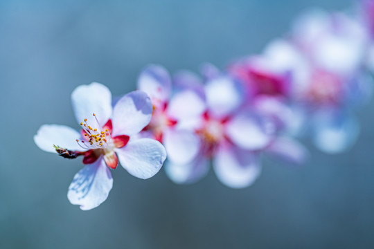 桃花