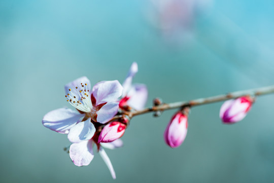 桃花