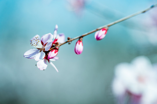 桃花