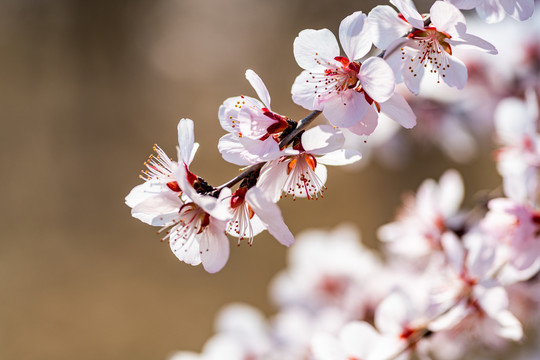 桃花