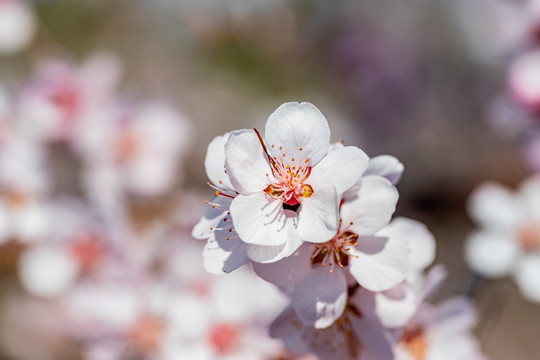 桃花