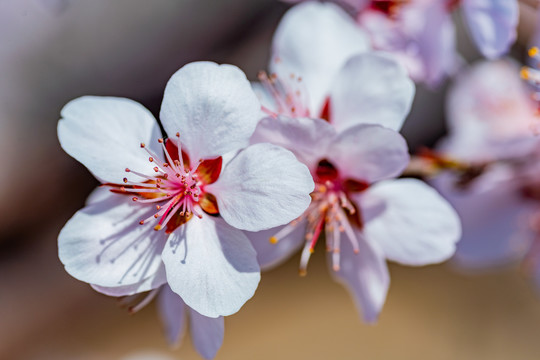 桃花