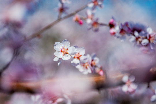 桃花