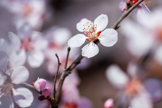 桃花