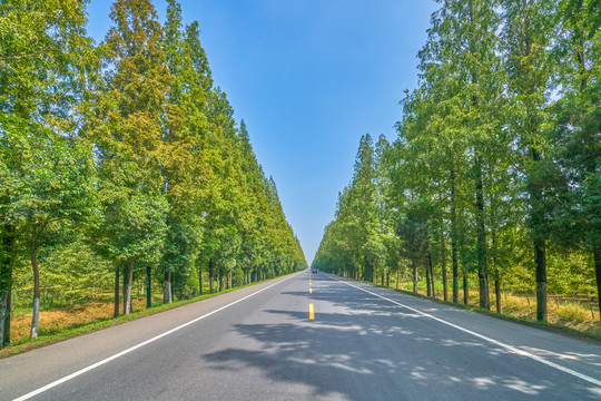 水杉公路