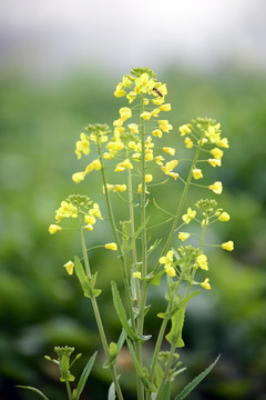 油菜花