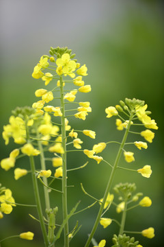 油菜花特写