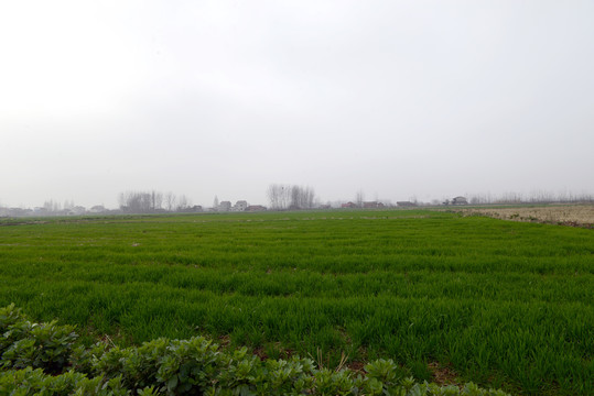 田野