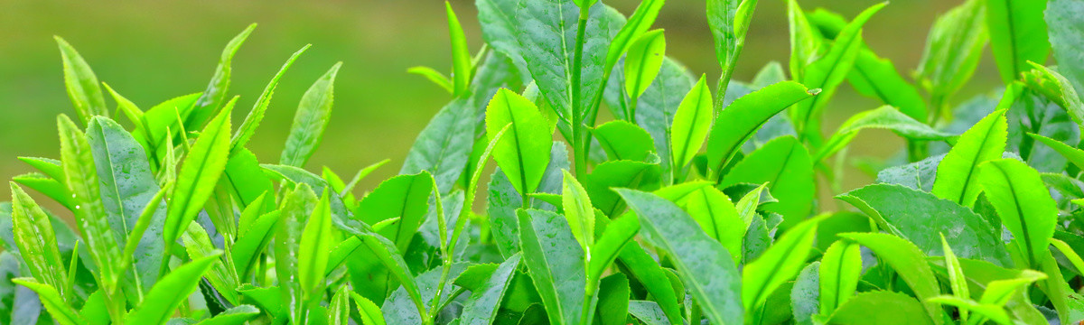 茶芽