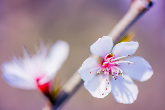 桃花盛开