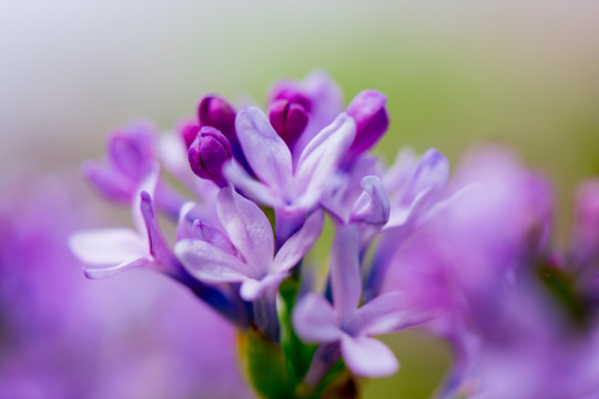 丁香花