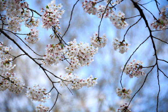 白色樱花特写