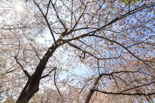 樱花树