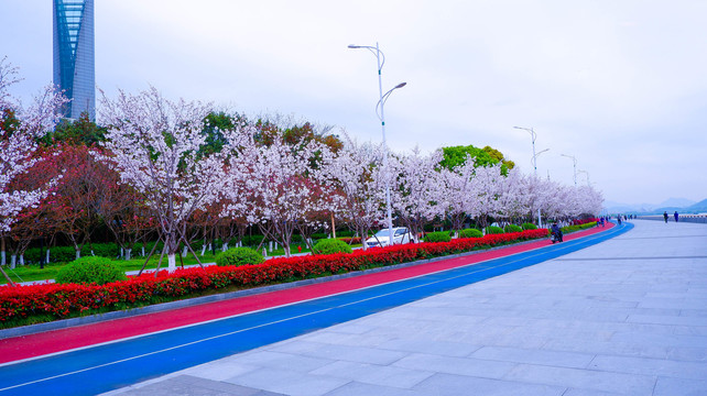 樱花树