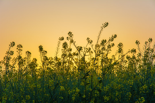 油菜花