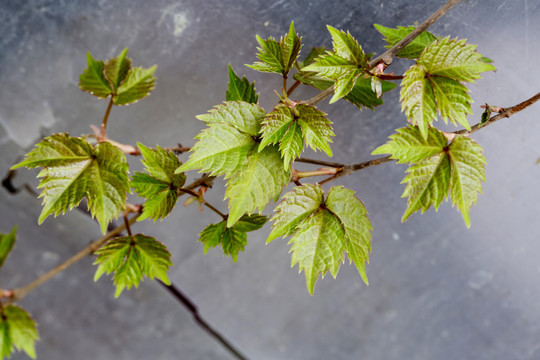 爬山虎新芽