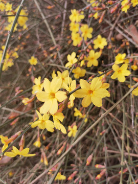 迎春花