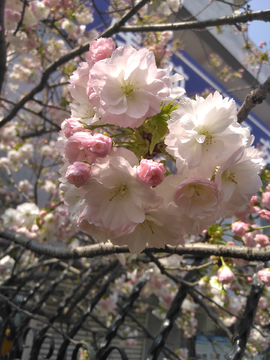 东京樱花