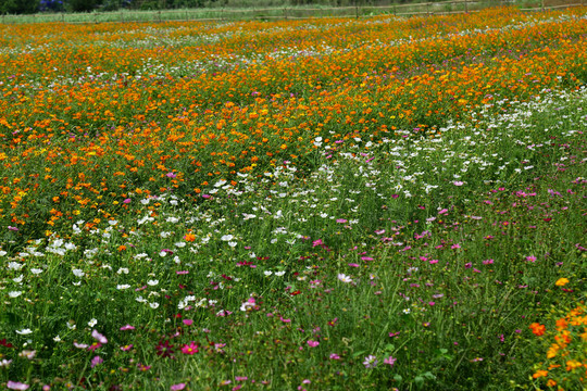 花海波斯菊