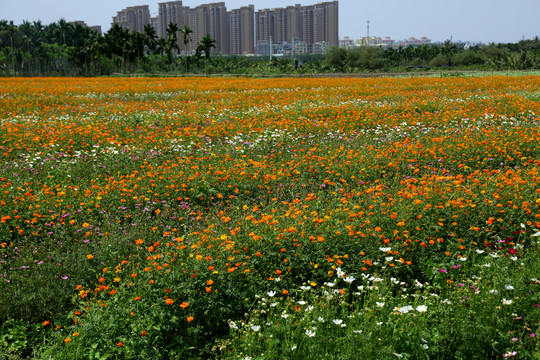 花海波斯菊