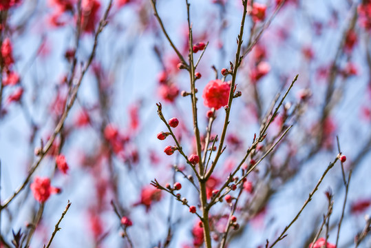 花苞