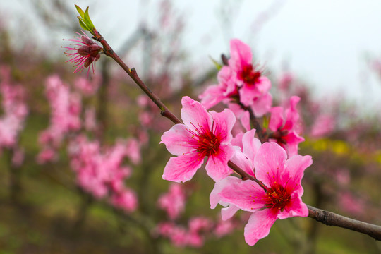 桃花