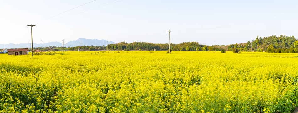 油菜花海