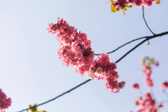 美丽的樱花